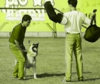 HK-9 Dog Training